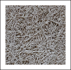  WoodyWool